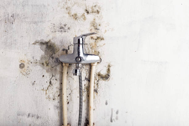 Best Same-Day Mold Removal  in Oregon, IL