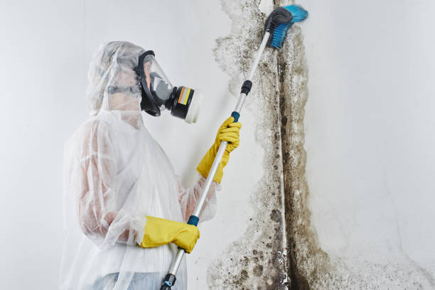 Oregon, IL Mold Removal Company