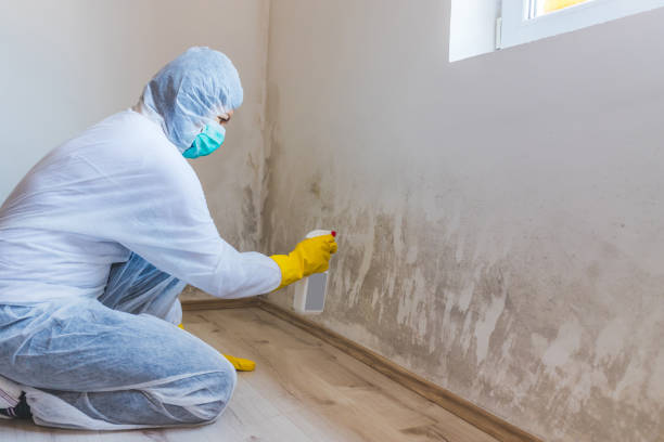 Mold Removal Process in Oregon, IL