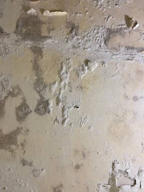 Best Home Mold Removal  in Oregon, IL